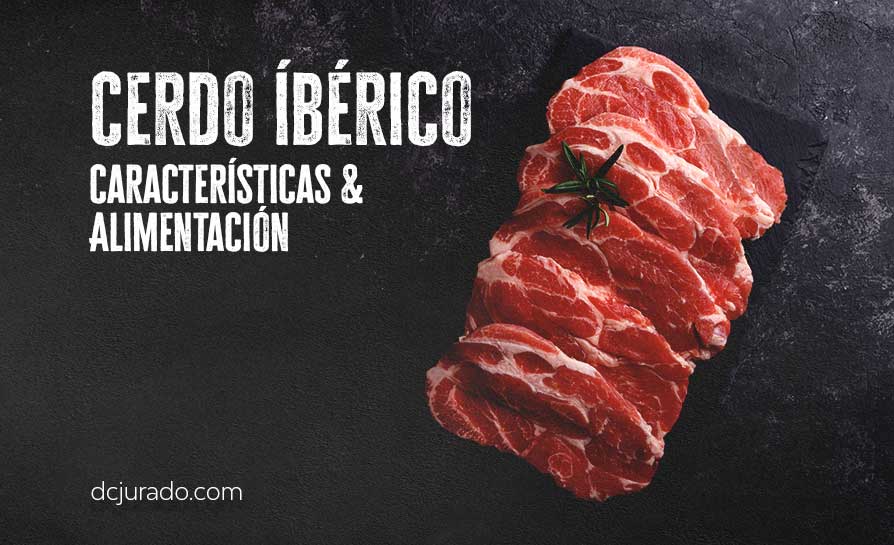 CERDO IBÉRICO, CARARCTERÍSTICAS Y ALIMENTACIÓN