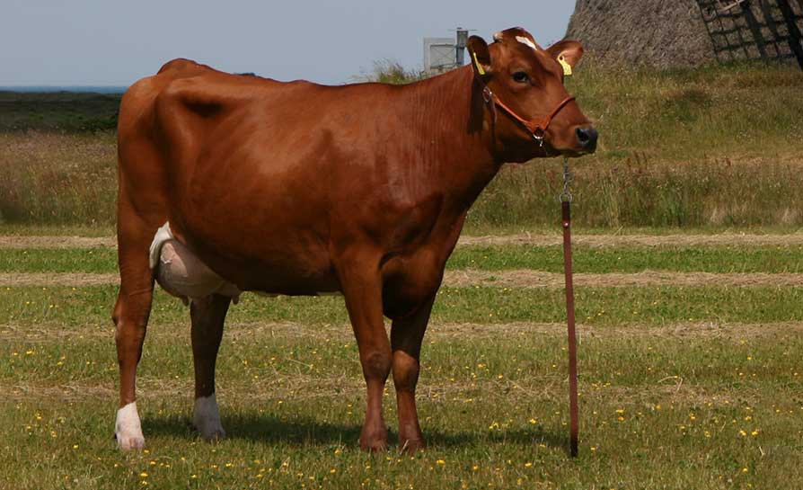 Vaca Roja Danesa